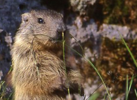 La marmotta