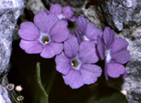 La Primula Recubariensis