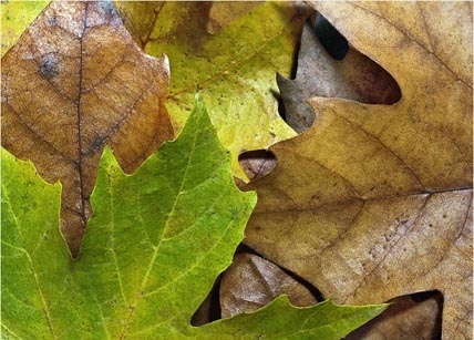 Recoaro Terme - foglie in autunno