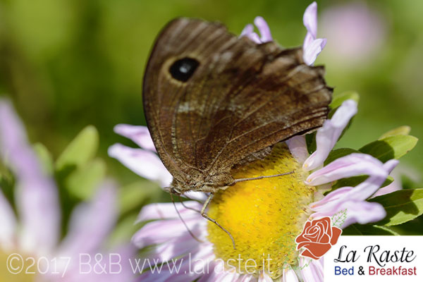 Farfalla Hipparchia Statilinus