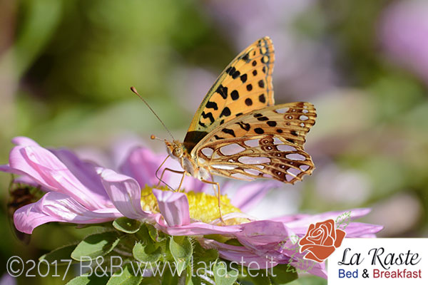 Farfalla Issoria Lathonia