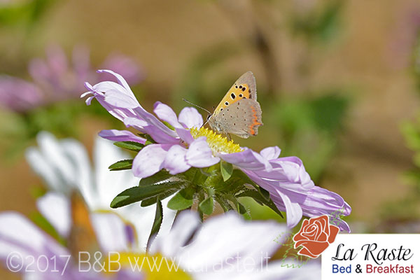 Farfalla Lycaena Phlaeas