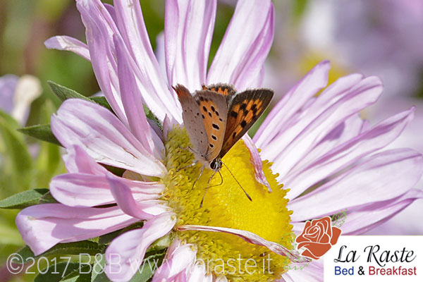 Farfalla Lycaena Phlaeas