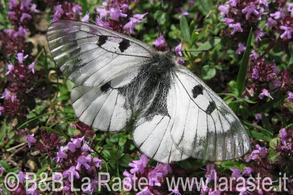 Farfalla Parnassius Mnemosyne