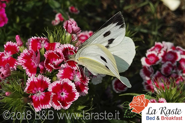 Farfalla Pieris Brassicae Cavolaia Maggiore
