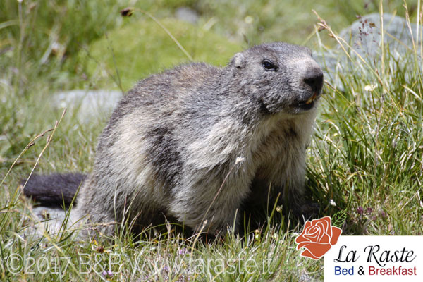 fauna recoaro marmotta