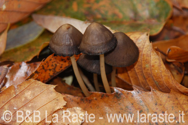 Flora Recoaro: funghi