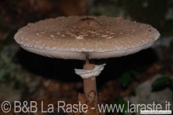 Flora Recoaro: funghi