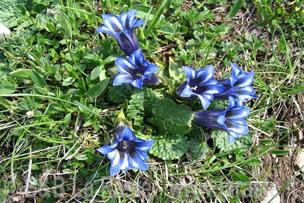 flora recoaro genziana