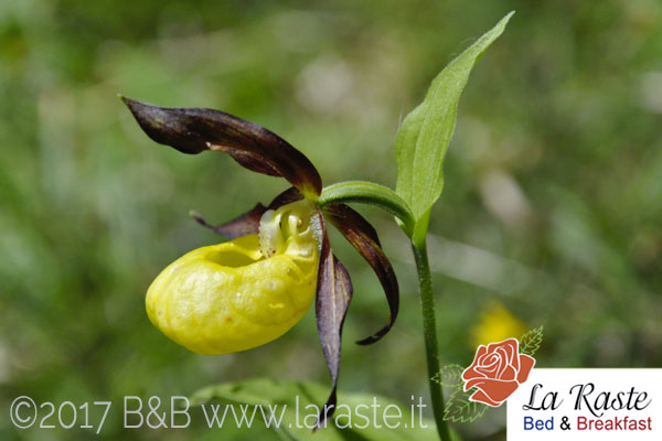 flora recoaro pianella della madonna