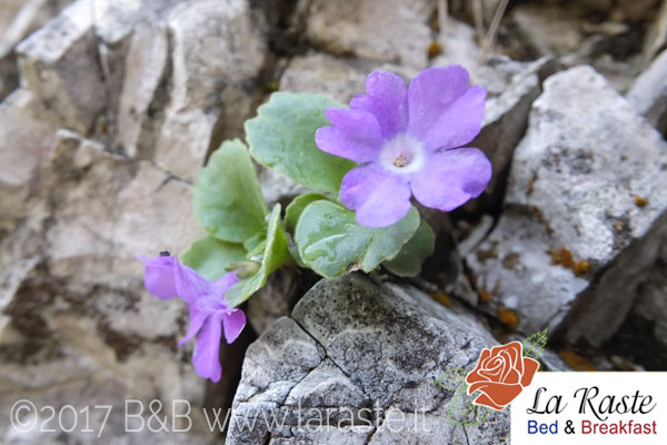 flora recoaro primula recubariensis