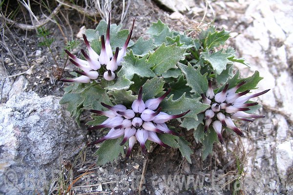 flora recoaro raponzolo di roccia01