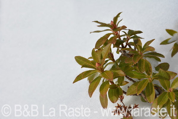 Flora Recoaro: rododendro