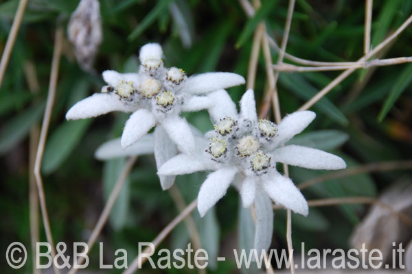 Flora Recoaro: stella alpina