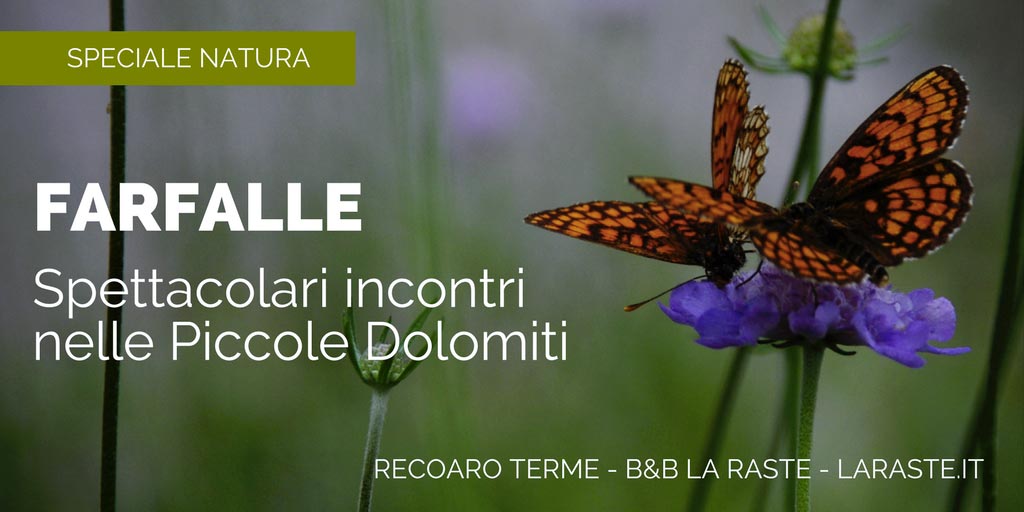 Le Farfalle delle Alpi e delle Piccole Dolomiti