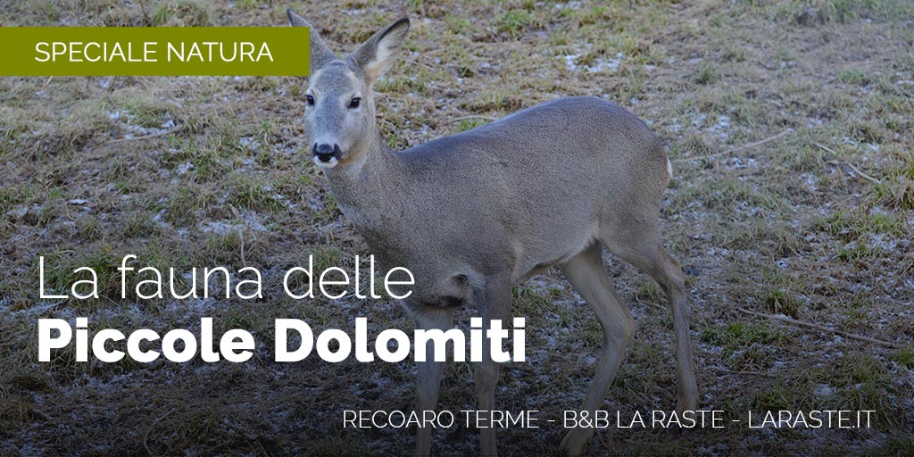 Recoaro Terme: Fauna alpina delle Piccole Dolomiti