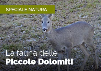 Fauna delle Piccole Dolomiti