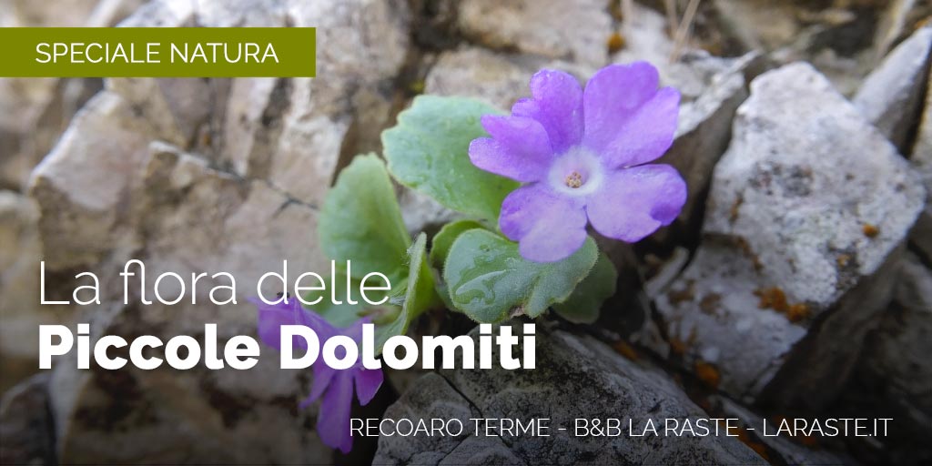 Recoaro Terme: Flora alpina delle Piccole Dolomiti