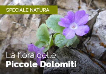 Flora delle Piccole Dolomiti