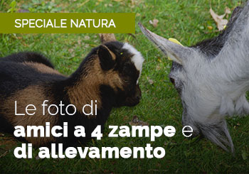 Foto Animali Allevamento