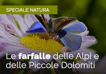 Le Farfalle delle Alpi e delle Piccole Dolomiti