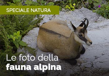 Foto fauna alpina: animali ed insetti della montagna