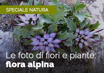 Foto di Piante e Fiori delle Alpi