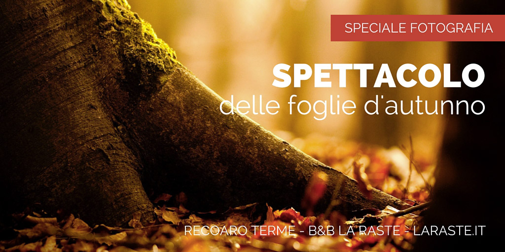 Lo spettacolo delle foglie d'autunno