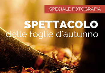 Lo spettacolo delle foglie d'autunno