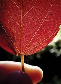 Foglie d'autunno - foliage