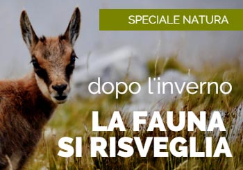 Dopo l'inverno, la fauna alpina si risveglia